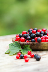 red and blue black currant in garden