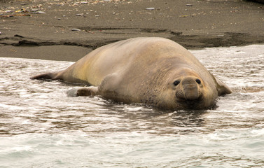 Elephant Seal!