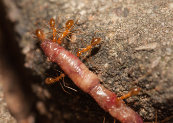 Ant teamwork to move their food