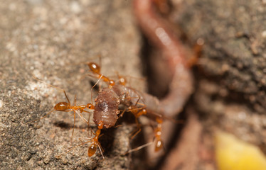 Ant teamwork to move their food