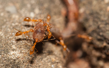 Ant teamwork to move their food