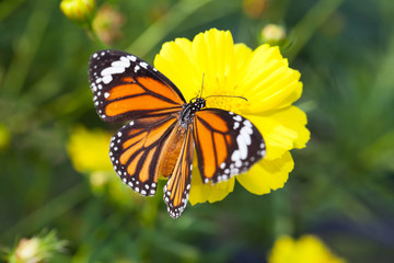 Common tiger butterfly with cosmos flower and insect pollinator in the nature