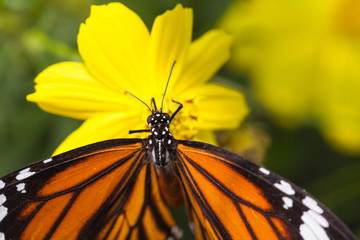 Common tiger butterfly with cosmos flower and insect pollinator in the nature
