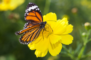 Common tiger butterfly with cosmos flower and insect pollinator in the nature