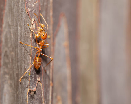 Ant Moving Pupa Close Up