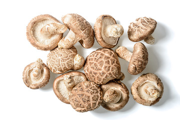 fresh winter mushroom on white