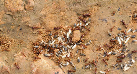 Ant teamwork