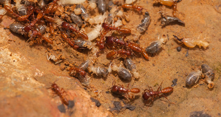 Ant teamwork