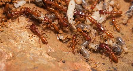 Ant teamwork