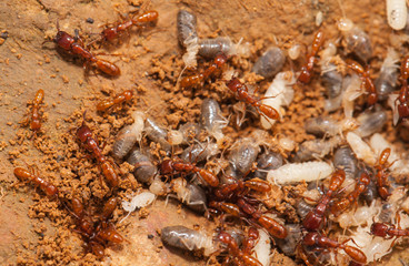 Ant teamwork