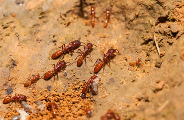 Ant teamwork