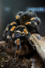 Rotknie Vogelspinne - Brachypelma Smithi