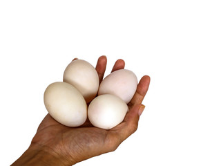 Duck eggs on white background