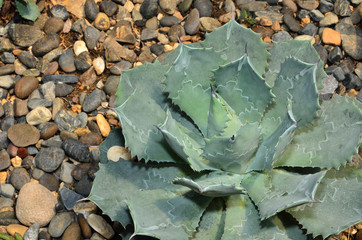 Cactus in the botanical garden.