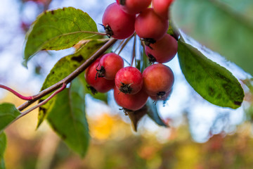 rostocker herbst