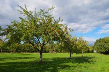 Fototapeta na wymiar Streuobstwiese im Herbst