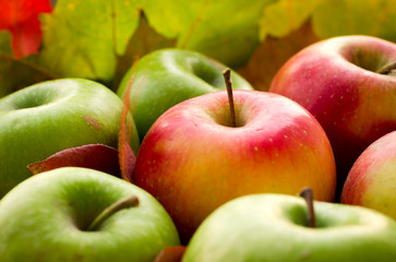 Red and green apples with autumn maple leaves