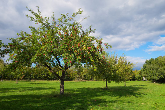 Streuobstwiese im Herbst