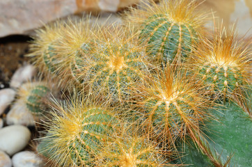 Cactus in the botanical garden.