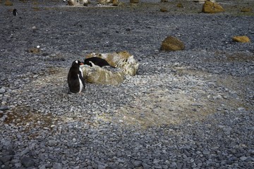 Obraz premium GENTOO PENGUIN!