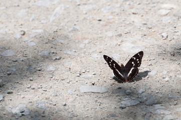 Purple Emperor butterfly (Apatura iris) resting on gravel