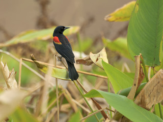 Red-winged Blackbird (Agelaius phoenixes) perched on reeds, Wakodahatchee Wetlands, Delray Beach,...