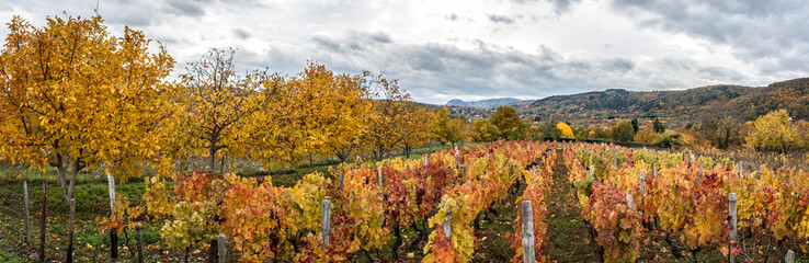 vignes en automne