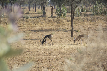 Black bucks in the wild in Rajasthan, India