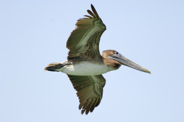 Brown Pelican (Pelecanus occidentals) in flight Sanibel Island, Florida, USA 