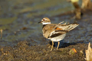 Killdeer (Charadrius vociferus), Arthur R Marshall National Wildlife Reserve - Loxahatchee, Florida, USA