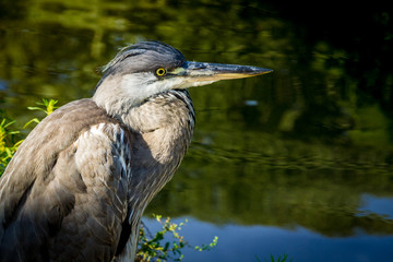 Heron profil portrait