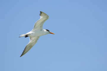 Fototapeta na wymiar Royal tern (Sterna maxima) in flight, Florida