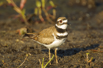 Killdeer (Charadrius vociferus), Arthur R Marshall National Wildlife Reserve - Loxahatchee, Florida, USA  