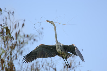 Great Blue Heron (Ardea herodias) flying with nest stick, Florida