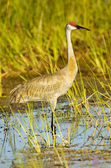 Sandhill Crane (Grus canadensis), Arthur R Marshall National Wildlife Reserve - Loxahatchee, Florida, USA