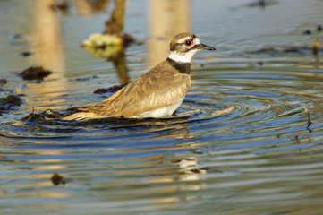 Killdeer (Charadrius vociferus) in wetland, Florida