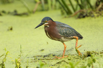 Green Heron (Butorides virescens),  Green Cay Nature Area, Florida