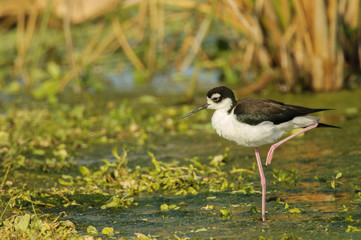 Black-necked Stilt Himantopus mexicanus), Florida