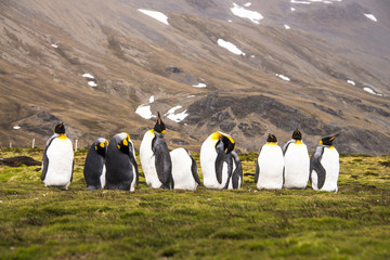Obraz premium King Penguins!