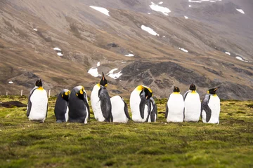 Poster King Penguins! © fotodeandre