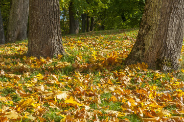 Leaves Falling From An Autumn Trees