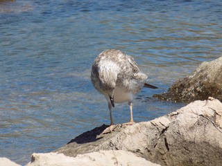 Gray seagull on rock