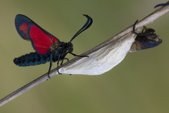 Zygaena e crisalide
