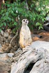 Alert meerkat (Suricata suricatta) standing on guard