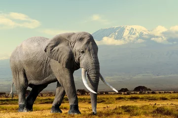 Foto auf Acrylglas Elefant © byrdyak