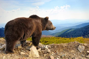 Fotobehang Brown bear © byrdyak