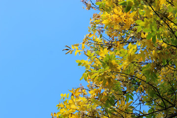 leaves on sky background