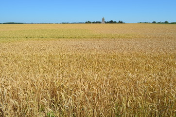 Paysage de la plaine de Caen (Région de Cairon - Calvados) 