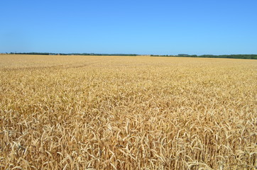 Paysage de la plaine de Caen (Région de Cairon - Calvados) 