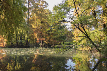 reflection on pond in autumn